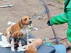 La comunidad Emberá retorna a su territorio