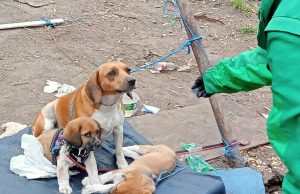 La comunidad Emberá retorna a su territorio