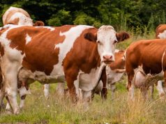 Policía recuperó ganado robado en Cundinamarca Policía recuperó ganado robado en Cundinamarca