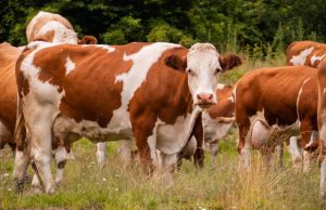 Policía recuperó ganado robado en Cundinamarca Policía recuperó ganado robado en Cundinamarca