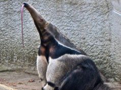 Policía rescató oso hormiguero atrapado en vehículo de Cundinamarca Policía rescató oso hormiguero en vehículo de Cundinamarca