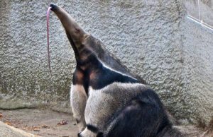 Policía rescató oso hormiguero atrapado en vehículo de Cundinamarca Policía rescató oso hormiguero en vehículo de Cundinamarca