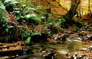 Hallan cabeza humana flotando en río de Cundinamarca Hallan cabeza humana flotando en río de Cundinamarca