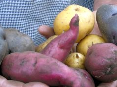 Buena noticia para los paperos de Cundinamarca Buena noticia para los paperos de Cundinamarca