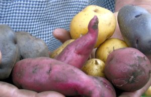 Buena noticia para los paperos de Cundinamarca Buena noticia para los paperos de Cundinamarca