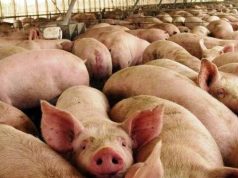 Cierran porcícola en Cundinamarca por riesgo ambiental Cierran porcícola en Cundinamarca por riesgo ambiental