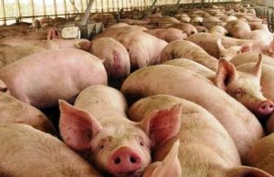 Cierran porcícola en Cundinamarca por riesgo ambiental Cierran porcícola en Cundinamarca por riesgo ambiental