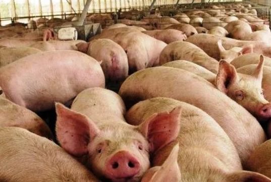 Cierran porcícola en Cundinamarca por riesgo ambiental Cierran porcícola en Cundinamarca por riesgo ambiental