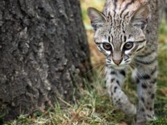 Liberan tigrillo lanudo en zona protegida de Cundinamarca Liberan tigrillo lanudo en zona protegida de Cundinamarca