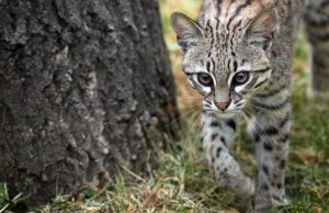 Liberan tigrillo lanudo en zona protegida de Cundinamarca Liberan tigrillo lanudo en zona protegida de Cundinamarca
