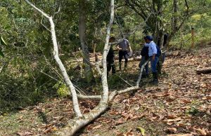 Alarmante: en Cundinamarca fue descubierta tala ilegal