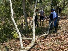 Comunidad y CAR frenan tala ilegal en Villeta, Cundinamarca Comunidad y CAR frenan tala ilegal en Villeta, Cundinamarca