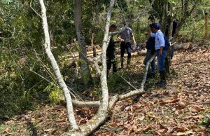Comunidad y CAR frenan tala ilegal en Villeta, Cundinamarca Comunidad y CAR frenan tala ilegal en Villeta, Cundinamarca