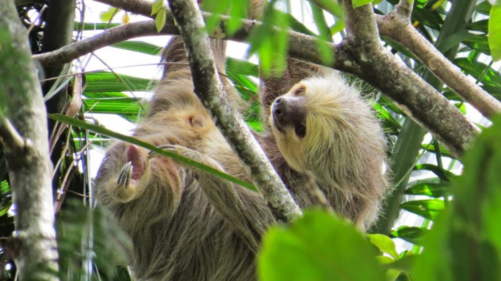 Oso perezoso fue rescatado en Cundinamarca tras abandono