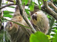 Oso perezoso fue rescatado en Cundinamarca tras abandono Oso perezoso fue rescatado en Cundinamarca tras abandono