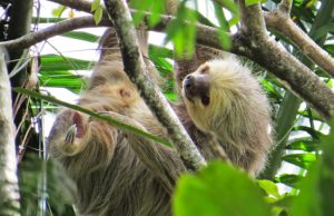 Oso perezoso fue rescatado en Cundinamarca tras abandono Oso perezoso fue rescatado en Cundinamarca tras abandono