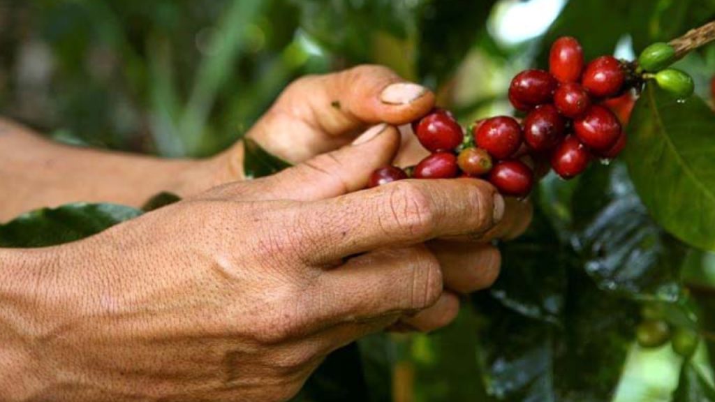 Renovación cafetera beneficiará a 250 familias en Cundinamarca