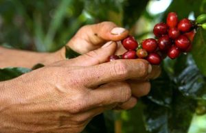 Renovación cafetera beneficiará a 250 familias en Cundinamarca Renovación cafetera beneficiará a 250 familias en Cundinamarca