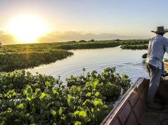 Ecopetrol lidera reforestación de humedales en Colombia
