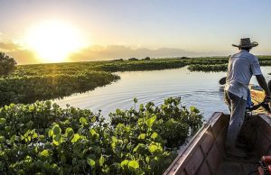 Ecopetrol lidera reforestación de humedales en Colombia