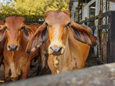 Inversión fortalecerá ganadería en 22 municipios de Cundinamarca Inversión fortalecerá ganadería en 22 municipios de Cundinamarca