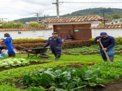 Huertas urbanas como motor de inclusión social en Madrid