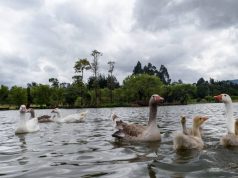 Convenio CAR y Agua Somos recuperará microcuencas Convenio CAR y Agua Somos recuperará microcuencas