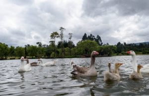 Convenio CAR y Agua Somos recuperará microcuencas Convenio CAR y Agua Somos recuperará microcuencas