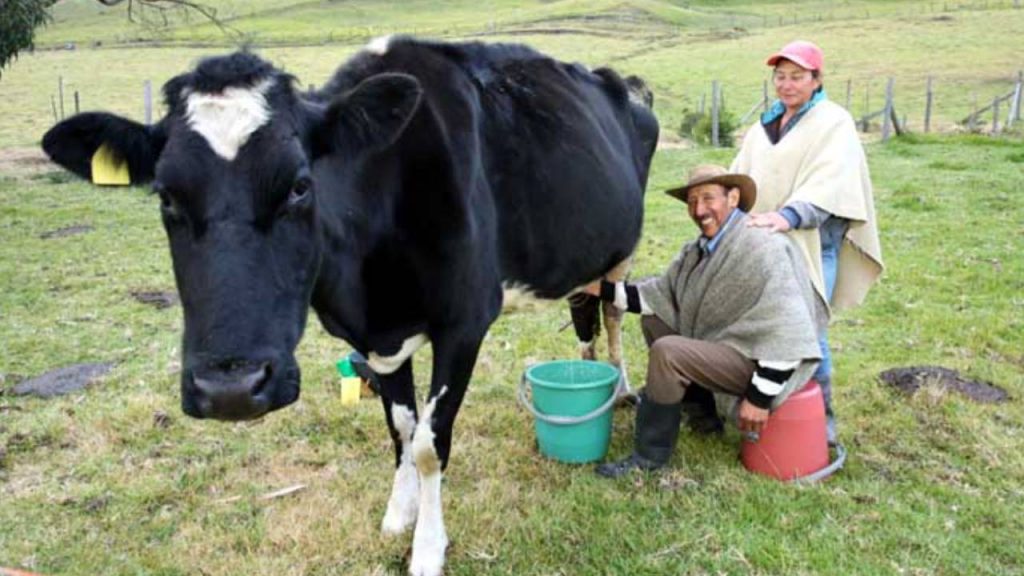 Cundinamarca impulsa compra de excedentes lecheros