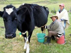 Cundinamarca impulsa compra de excedentes lecheros Cundinamarca impulsa compra de excedentes lecheros