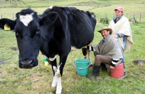 Cundinamarca impulsa compra de excedentes lecheros Cundinamarca impulsa compra de excedentes lecheros