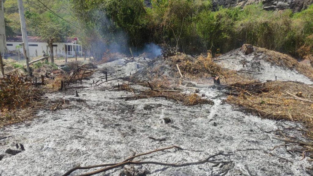 Operativo en Cundinamarca detiene tala ilegal de urapanes