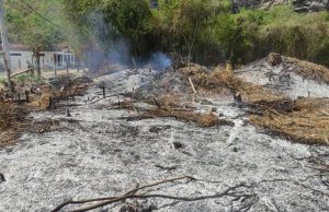 Operativo en Cundinamarca detiene tala ilegal de urapanes Operativo en Cundinamarca detiene tala ilegal de urapanes