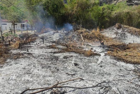 Operativo en Cundinamarca detiene tala ilegal de urapanes Operativo en Cundinamarca detiene tala ilegal de urapanes
