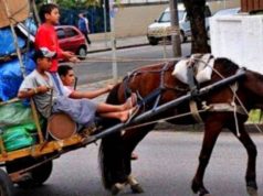 En Facatativá no se usan más vehículos de tracción animal