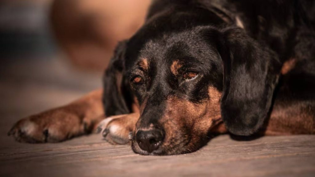 Brutal agresión a perro en Cajicá genera acciones legales