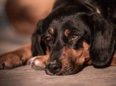 Brutal agresión a perro en Cajicá genera acciones legales Brutal agresión a perro en Cajicá genera acciones legales