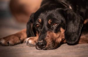 Brutal agresión a perro en Cajicá genera acciones legales Brutal agresión a perro en Cajicá genera acciones legales