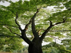 Cundinamarca invierte $450 millones en conservación ambiental