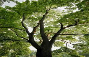 Cundinamarca invierte $450 millones en conservación ambiental