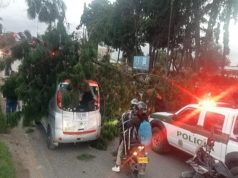 Gigantesco árbol cae sobre vehículos y deja heridos en la Calle 13