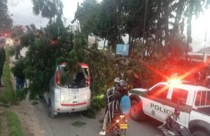 Gigantesco árbol cae sobre vehículos y deja heridos en la Calle 13
