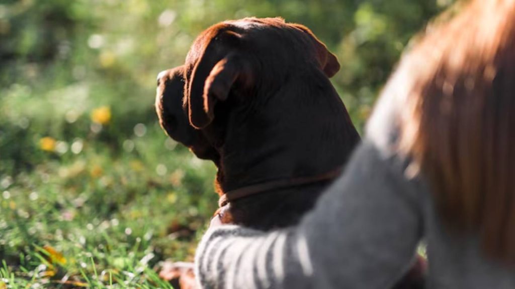 Este es el estado de salud del perro maltratado en Cajicá