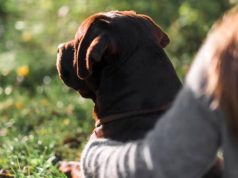 Este es el estado de salud del perro maltratado en Cajicá Este es el estado de salud del perro maltratado en Cajicá