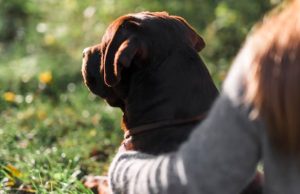 Este es el estado de salud del perro maltratado en Cajicá Este es el estado de salud del perro maltratado en Cajicá