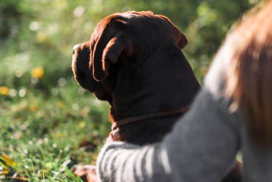 Este es el estado de salud del perro maltratado en Cajicá Este es el estado de salud del perro maltratado en Cajicá