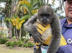 Especie en peligro de extinción fue decomisada en un retén