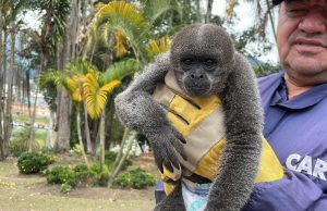 Especie en peligro de extinción fue decomisada en un retén