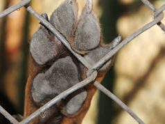 Indignación en Girardot por ataque a perros Indignación en Girardot por ataque a perros