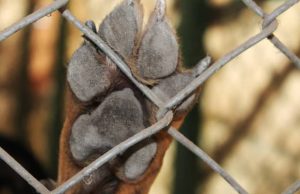 Indignación en Girardot por ataque a perros Indignación en Girardot por ataque a perros